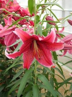 [5306 Sumatra No01.JPG]